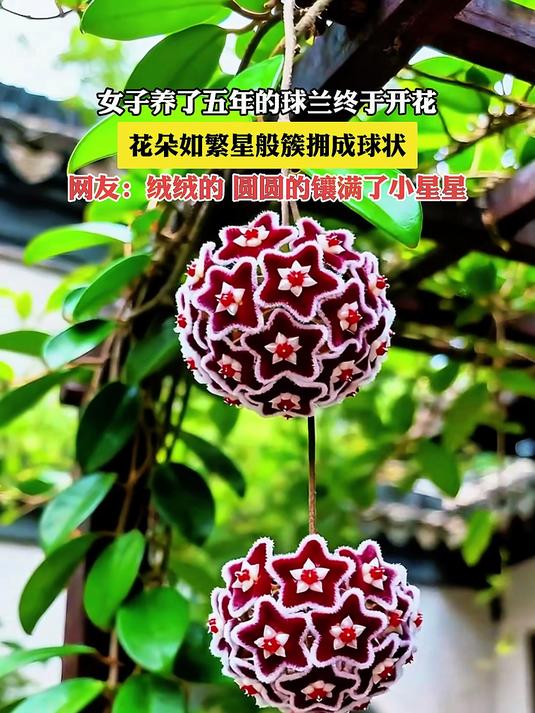 女子养了五年的球兰终于开花,花朵如繁星般簇拥成球状