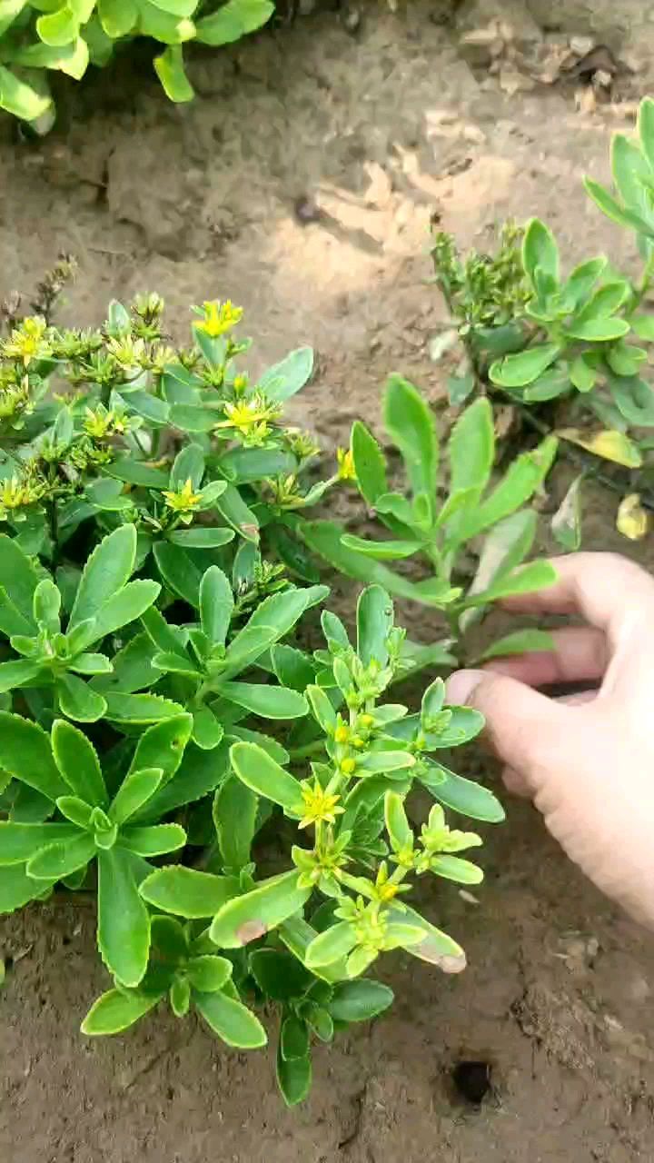 这是啥草?叶子可以止痒,盆栽,地栽都可以,还可以吃,作用很好