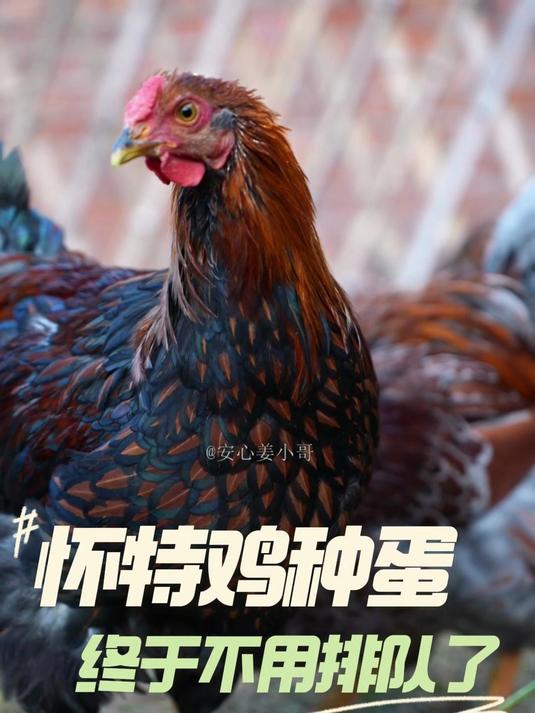 养了半年的怀特鸡了,这个鸡产蛋率和颜值真的是顶尖了