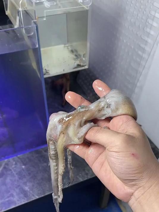我家鱼竟然害怕章鱼……