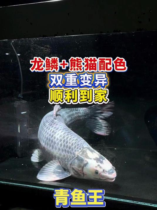 龙鳞+熊猫配色双重变异的青鱼王，遍体鳞伤，顺利入缸定水中！