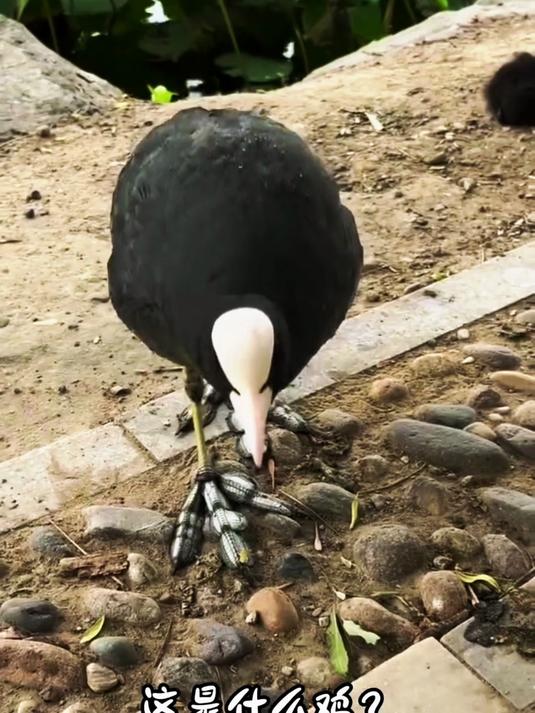 白骨顶鸡是什么品种