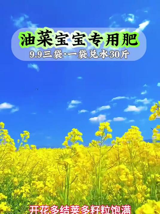 油菜根系发达,茎秆粗壮、开花多结荚多 籽粒饱满出油率高