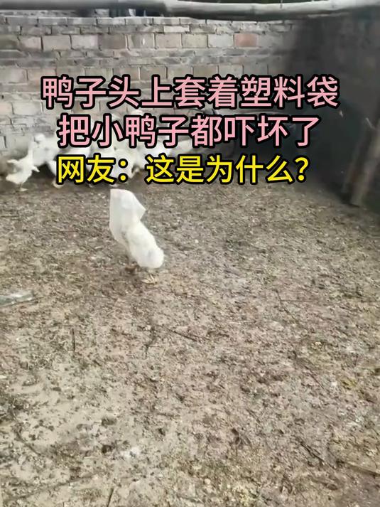 鸭子头上套着塑料袋 把小鸭子都吓坏了 网友:这是为什么?