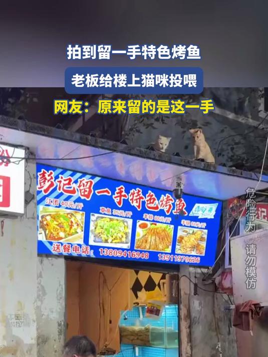 留一手特色烤鱼,老板给楼上猫咪投喂,网友:原来留的是这一手