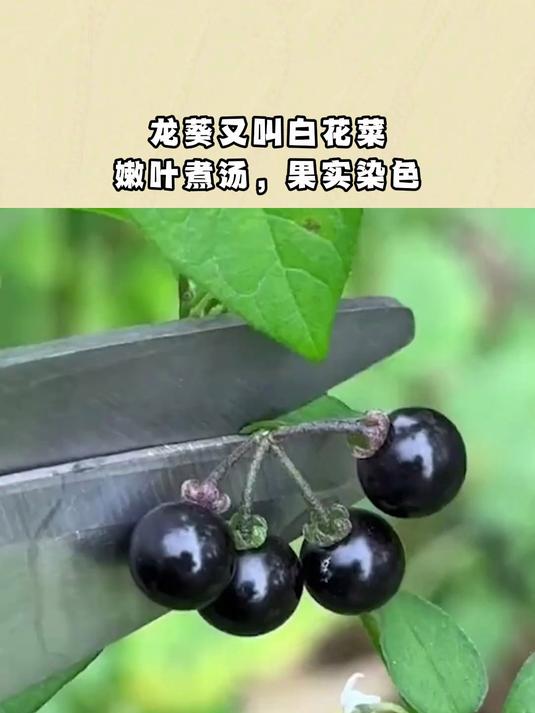 龙葵又叫白花菜,嫩叶煮汤,果实染色