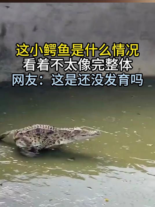这小鳄鱼是什么情况 看着不太像完整体 网友:这是还没发育吗