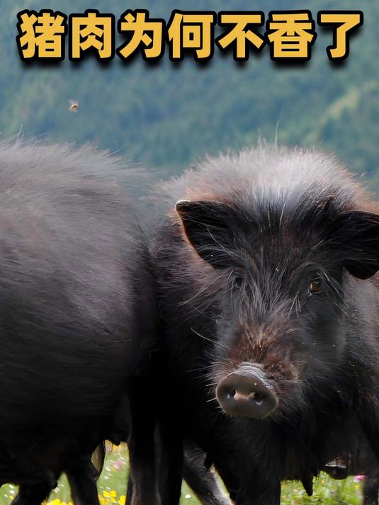 猪肉为啥没以前香了,难道真是人嘴变刁了?