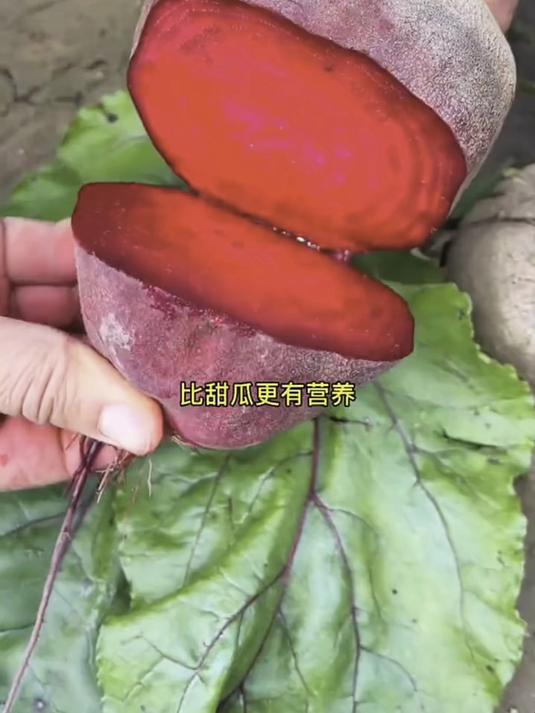 红色甜菜根,可以生吃凉拌做沙拉。榨汁做面点都是非常好