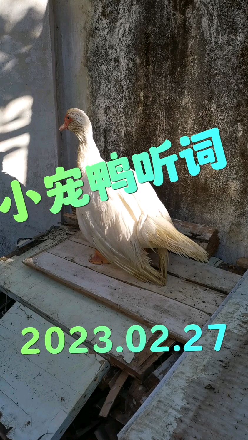 “我和我的小鸭子”之“小宠鸭听词”