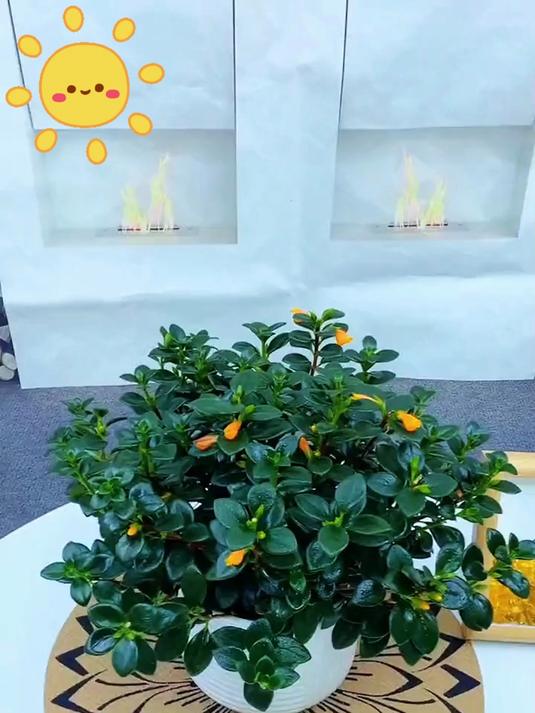 金鱼花吊兰盆栽净化空气,四季开花家中必备