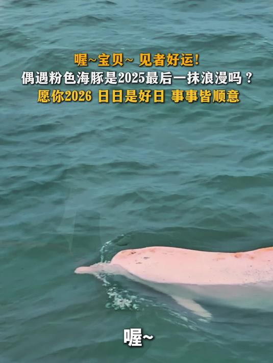 偶遇粉色海豚是2025最后一抹浪漫吗?