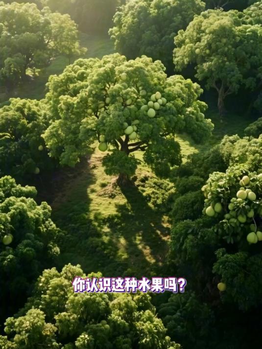 番石榴（芭乐）能泡茶！俗称鸡屎果