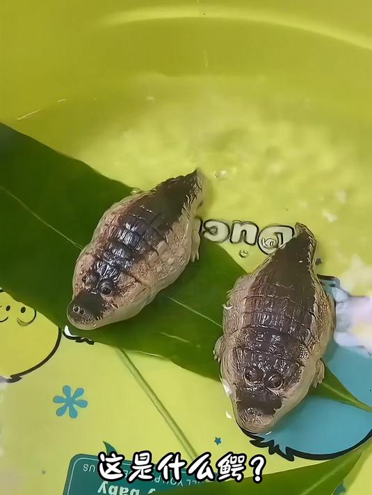 分享13种不同品种的鳄鱼，快来看看你都认识哪几种？