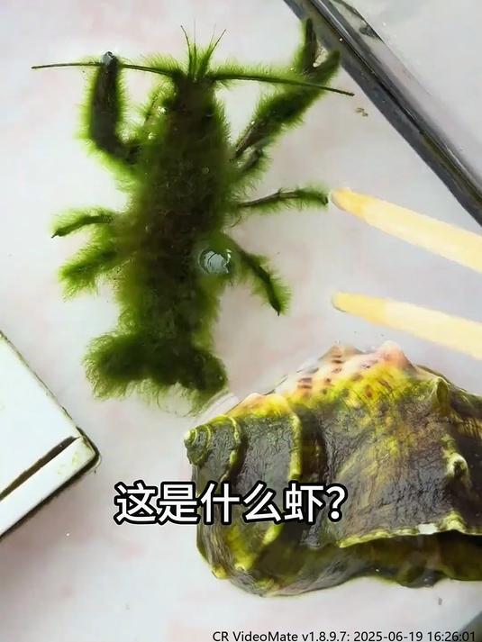 分享科普14种不同品种的虾，你认识几种？