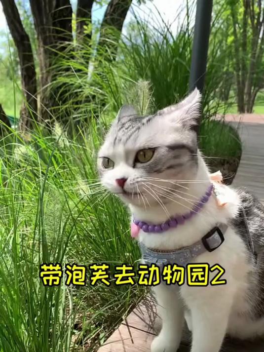 催更成功！泡芙动物园 2 来啦，萌宠出道计划再添治愈名场面