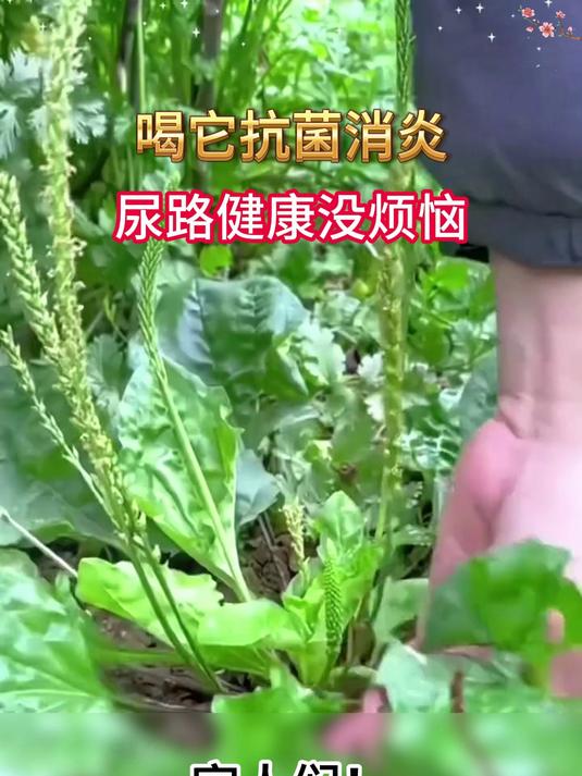 中老年降酸养生茶!车前草天然草本饮品