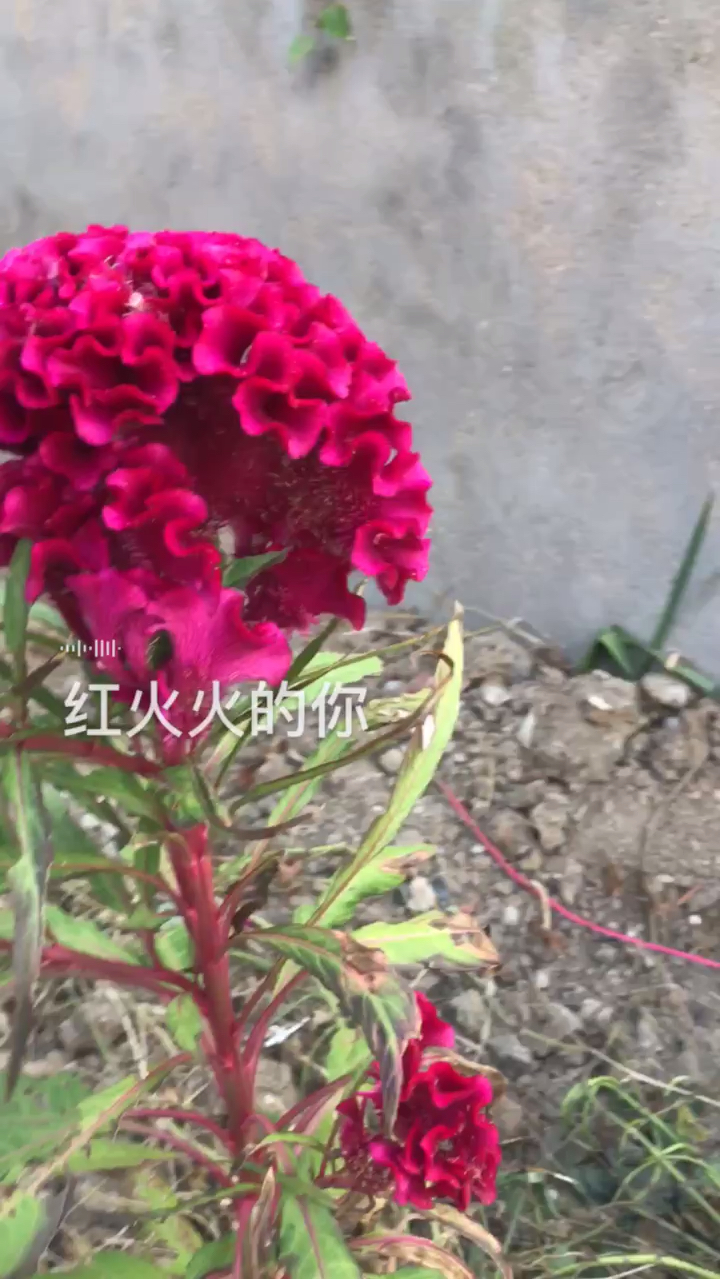 红红火火的鸡冠花,寓意人民幸福快乐健康