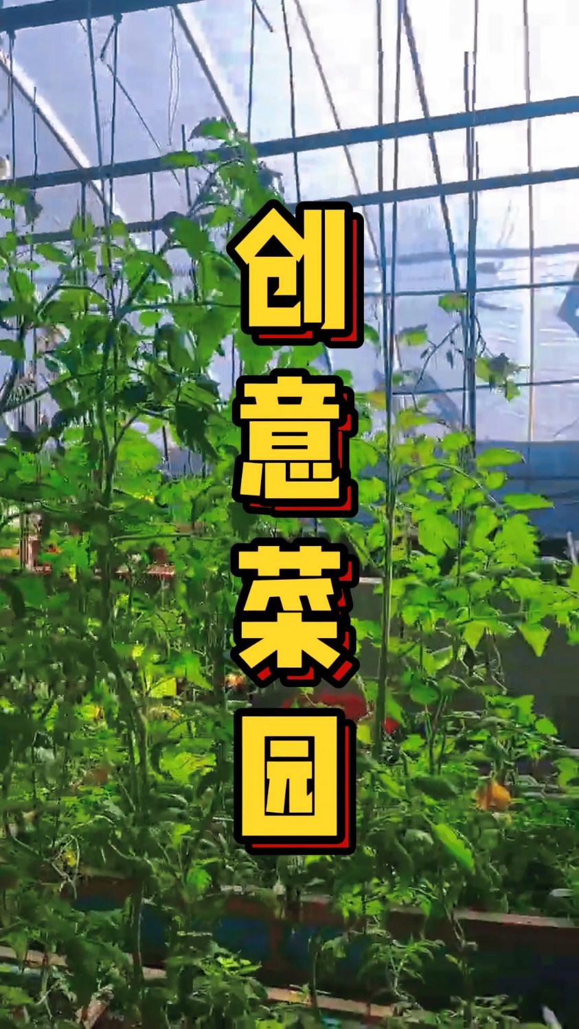 鱼菜共养之:创意菜园!