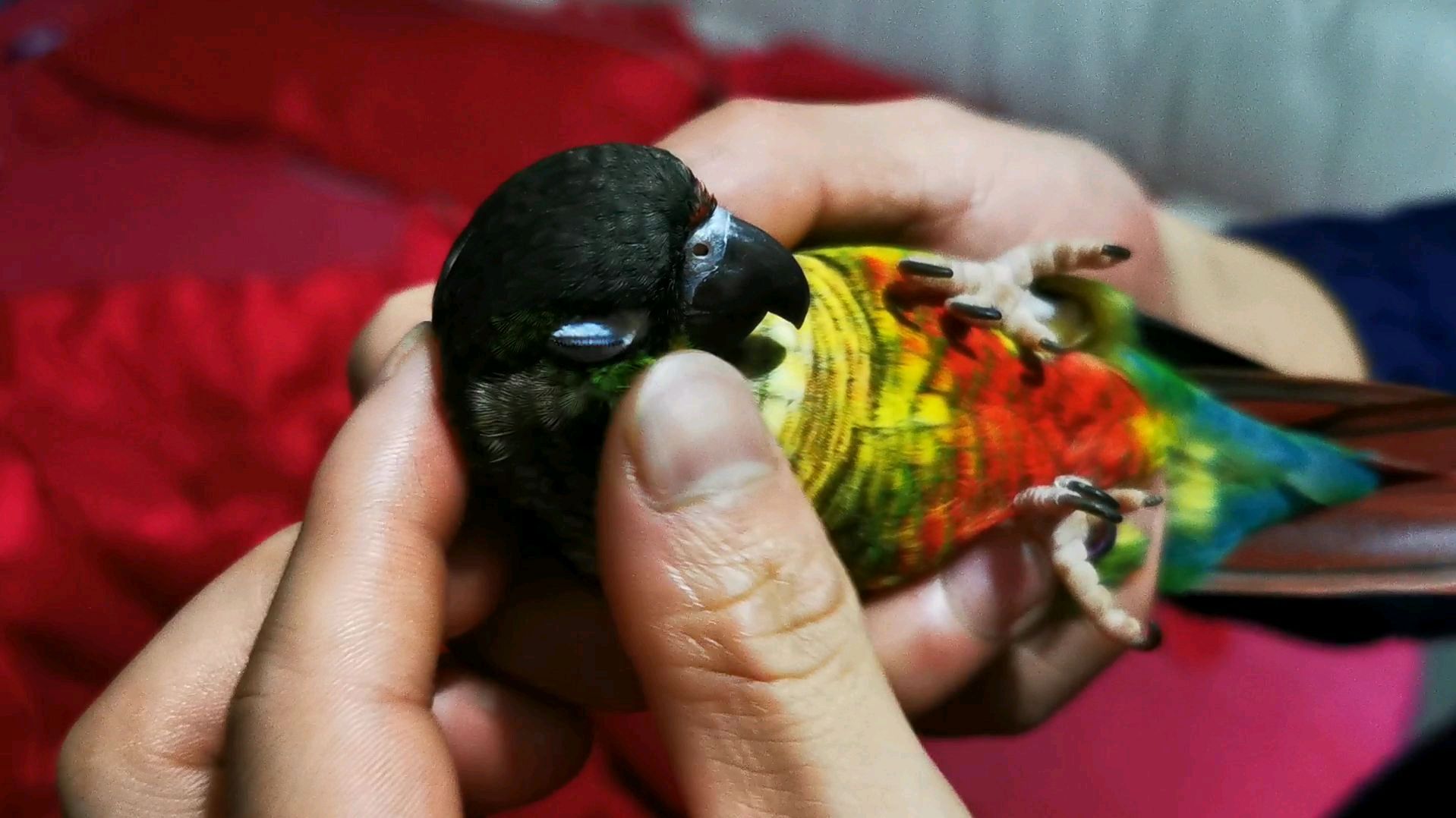 小太阳鹦鹉特别粘人#金花火凤罗汉鱼# 