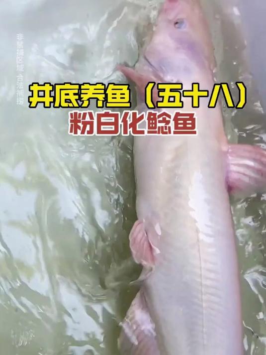开车一百多公里,弄了条六斤的白化鲶鱼回来,放井里太漂亮了!