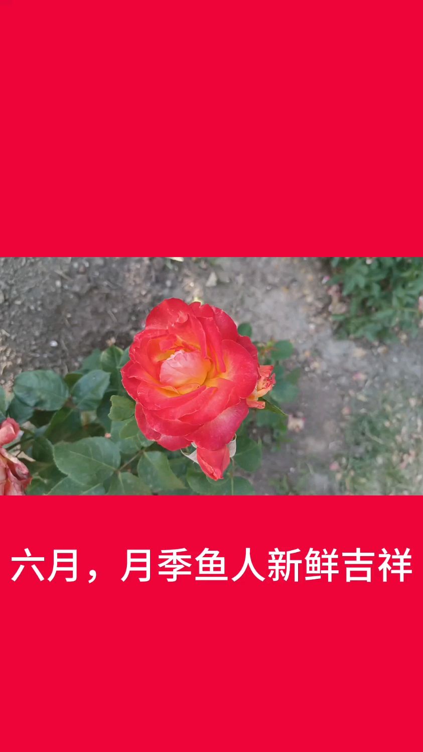 六月,月季鱼人新鲜吉祥