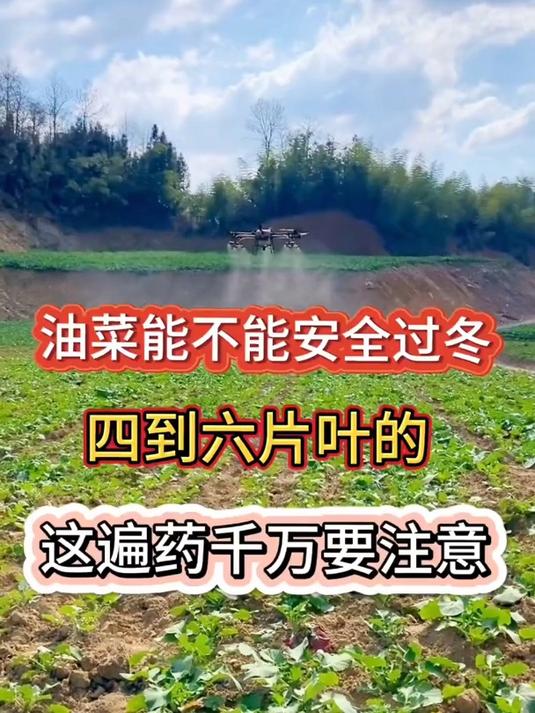 油菜冻害你别慌,年前只需喷一喷,促进油菜茎杆粗壮