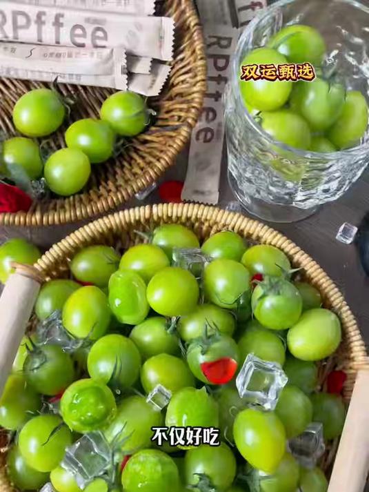 蔬菜之乡的新品种小番茄