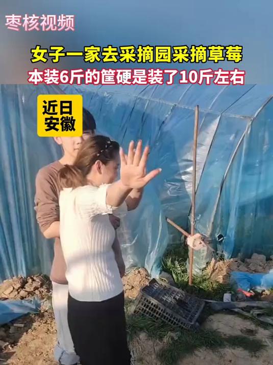 女子一家去采摘园采摘草莓,本装六斤的筐装了十斤左右