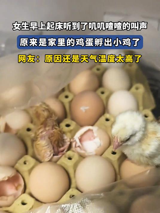 女生早上起床听到了叽叽喳喳的叫声,原来是家里的鸡蛋孵出小鸡了