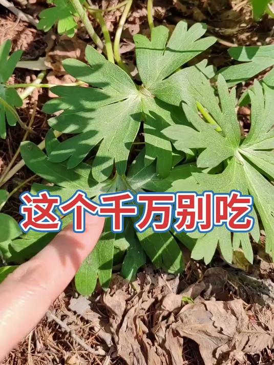 山里的野菜别乱采之乌头