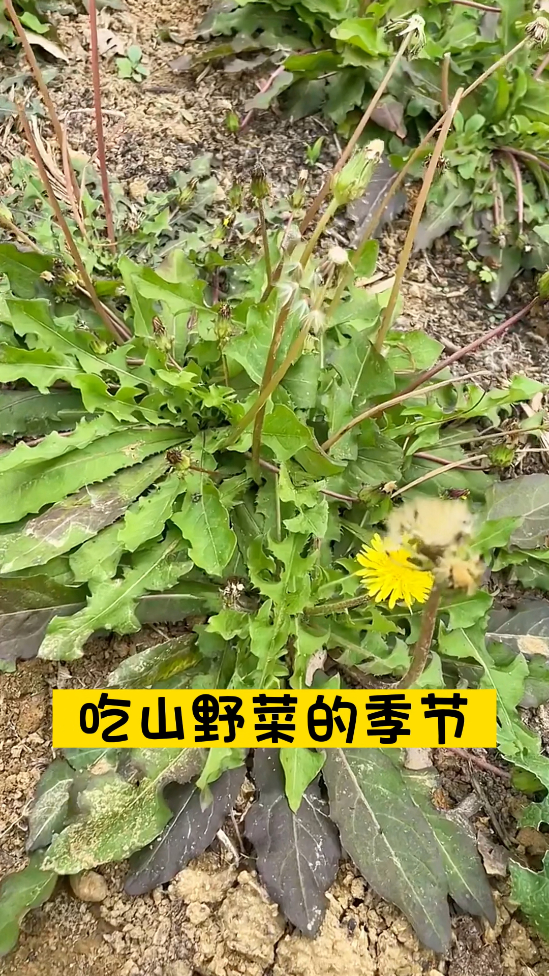 吃山野菜的季节,你喜欢吃哪一种呢?