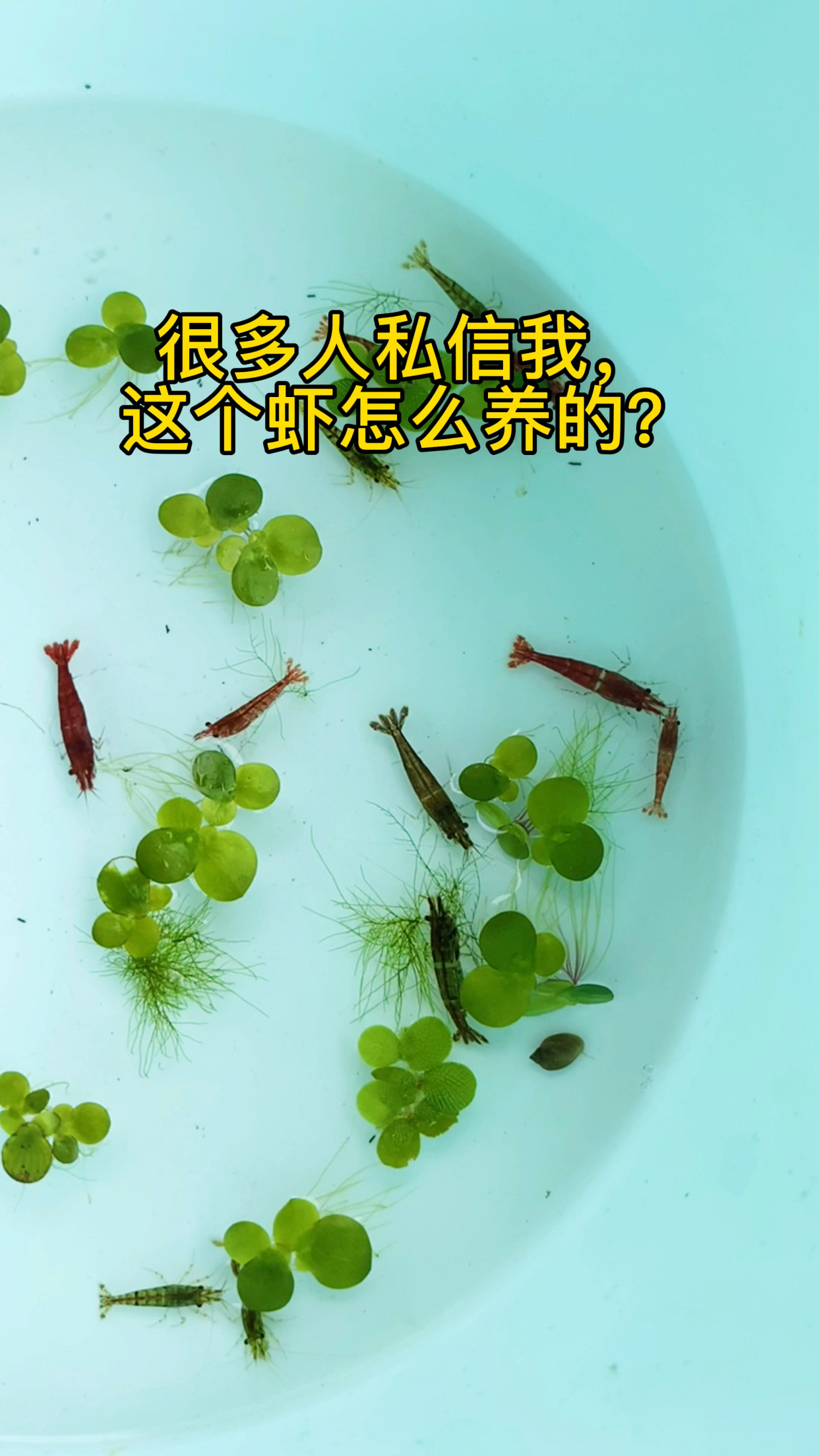 黑壳虾可以这样养,轻松养好还繁殖一大堆