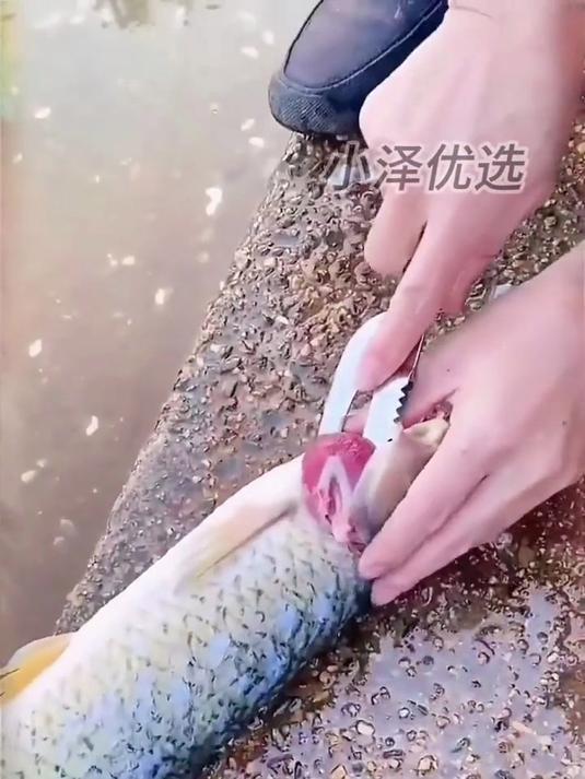 不锈钢多功能鱼肚刀,去鳞刨肚切花一刀快速搞定