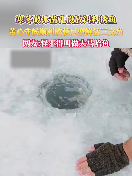 寒冬破冰凿孔投放饵料诱鱼,苦心守候顺利擒获巨型鲜活三文鱼,民生百态新闻网友怪不得叫做大马哈