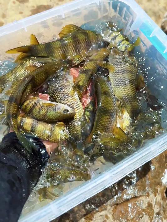 探秘成都周边石斑鱼钓点，这里石斑鱼又多又大