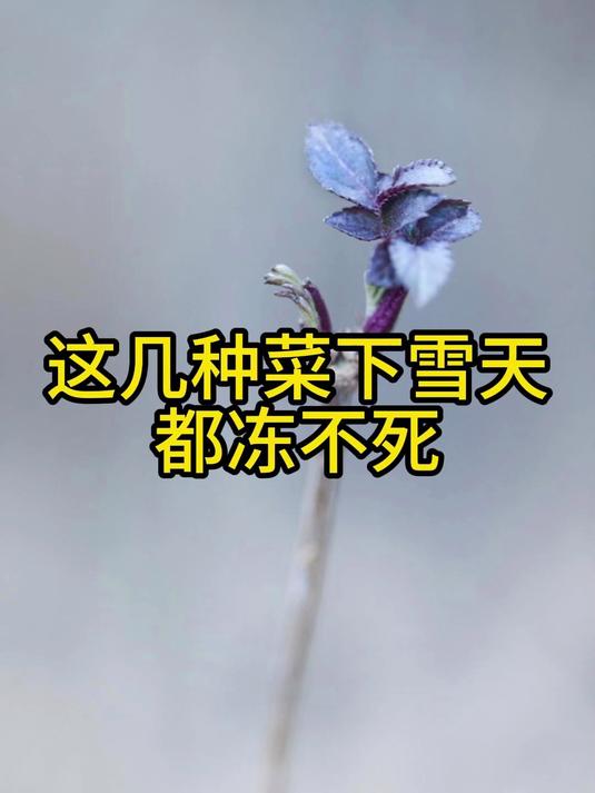 这几种菜下雪天都冻不死