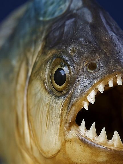 食人鱼的牙齿有多锋利?探秘亚马逊的水下杀手!