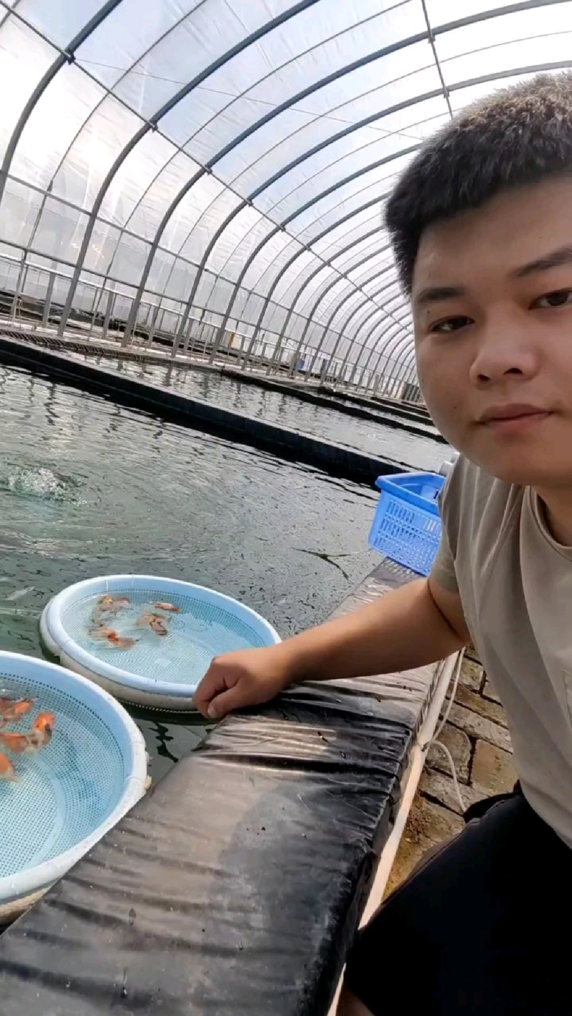 兰寿金鱼养殖场上午给鱼友安排选鱼