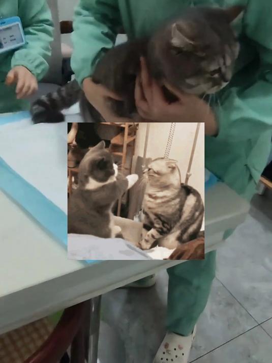 养猫三年总结：新手最值得入的罐头#猫##希喂猫罐头##猫罐头推荐#