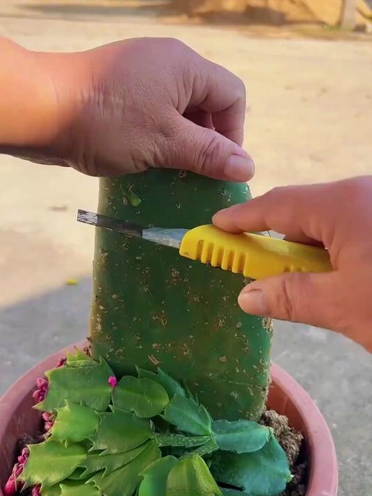 仙人掌嫁接