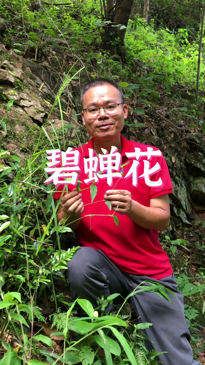 鸭跖草为什么又叫碧蝉花?