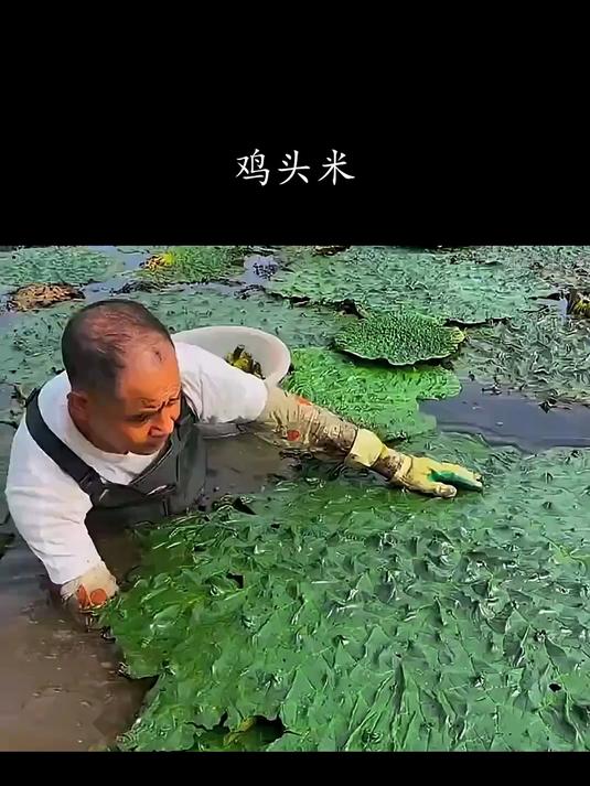 鸡头米的采摘过程