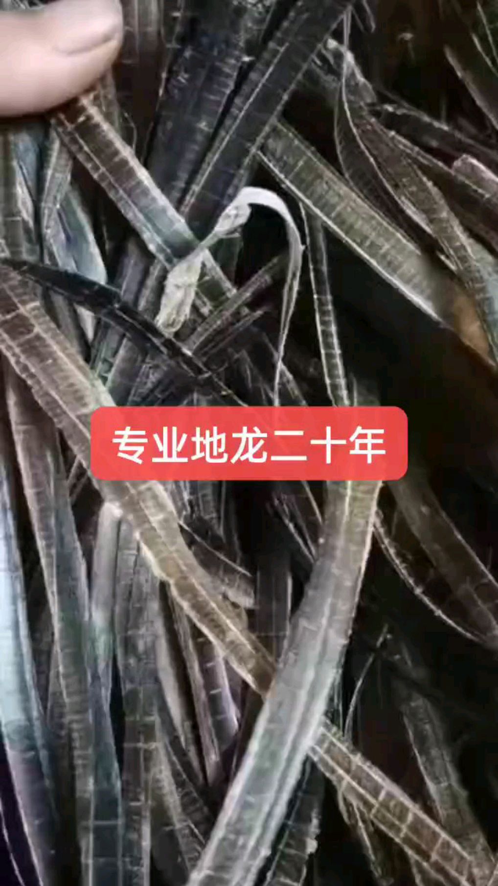 你见过这么长的鸡肠子吗