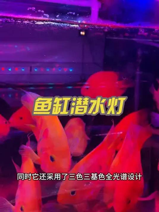 没灯的鱼缸太暗淡!潜水 LED 灯,两位数焕亮鱼缸