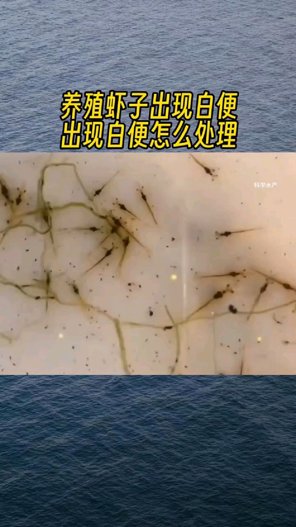 对虾白便如何处理