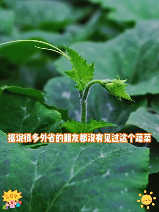 这个姜柄瓜也太好吃了吧