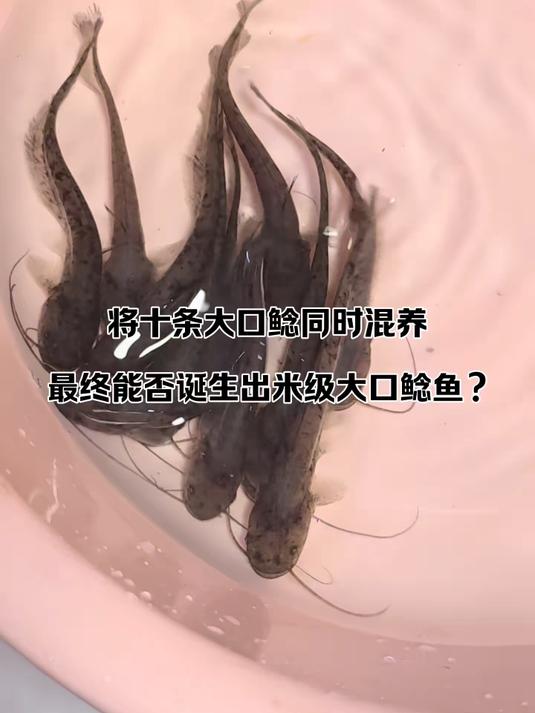 12条大口鲶鱼同时混养,究竟能不能诞生出一条米级大口鲶鱼?