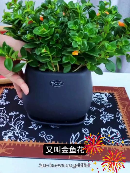 金鱼花吊兰盆栽,四季开花还能净化空气家中必备啊