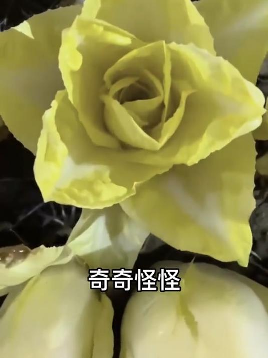 金玉兰种子可水培,干净卫生无虫害,厨房窗台变菜园!